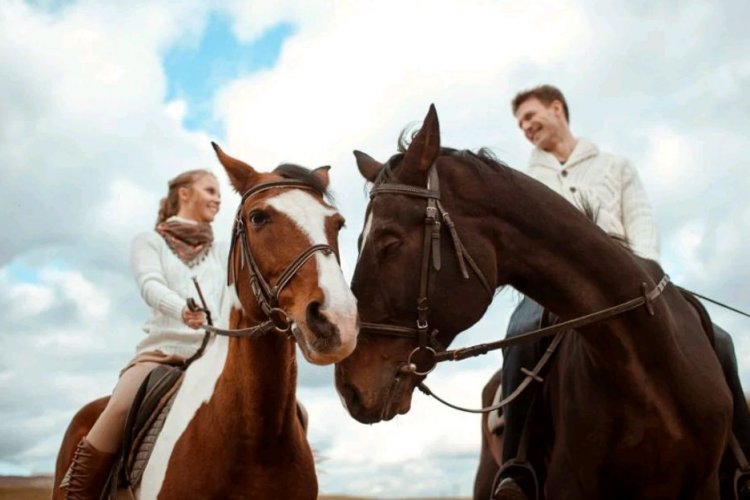 Где прокатиться верхом на лошади в Харькове: ТОП-5 конных клубов - NewsRoom