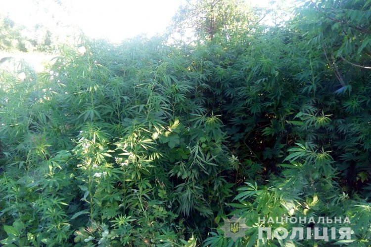 Конопли харьковская область семена конопли оборудования