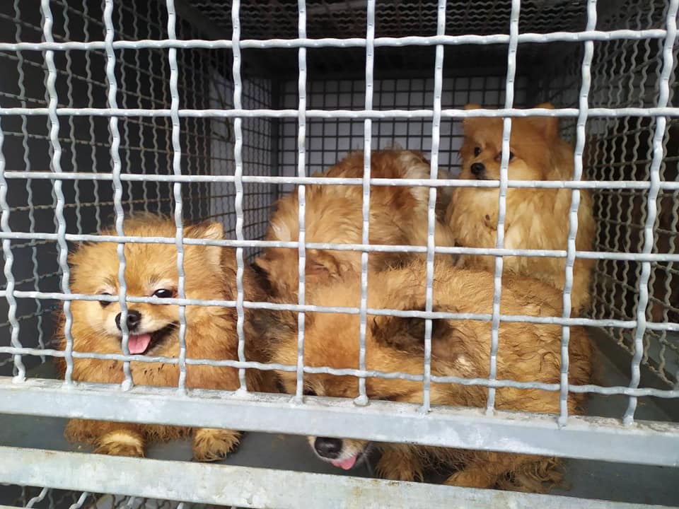 Обустройство питомника для собак. Приют любимец. Собачий питомник с студеные хутора. Новости в питомнике собак в крыму. Приют любимец.
