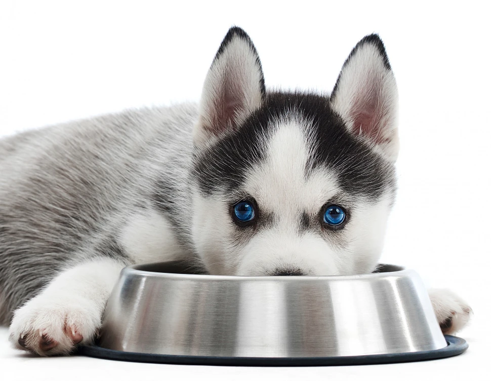 щенок породы сибирский хаски